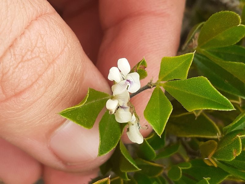 Psoralea bowieana, photographed by Brian du Preez