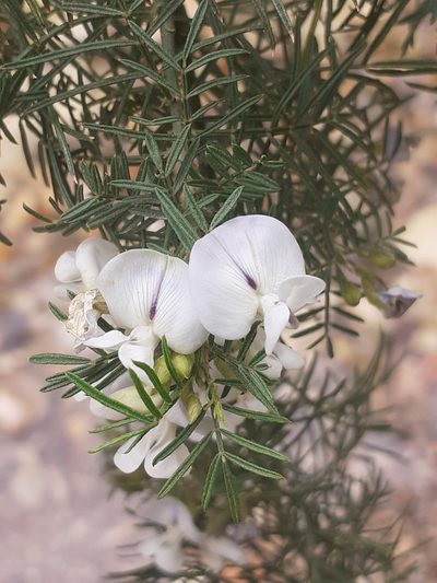 Psoralea imminens, photographed by Brian du Preez