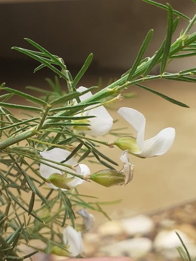 Psoralea imminens, photographed by Brian du Preez