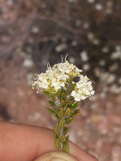 Agathosma barnesiae, photographed by Brian du Preez