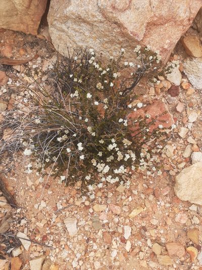 Agathosma barnesiae, photographed by Brian du Preez