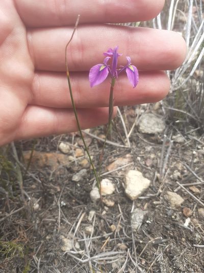 Moraea cuspidata, photographed by Brian du Preez