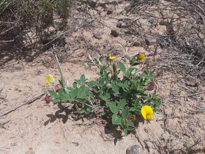 Argyrolobium pumilum, photographed by Brian du Preez