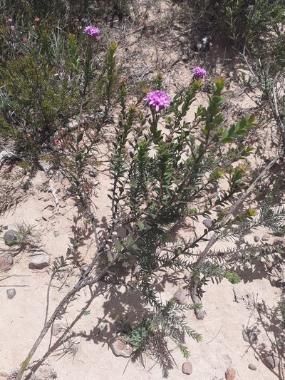 Selago myrtifolia, photographed by Brian du Preez