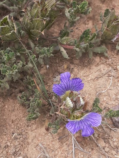 Blepharis procumbens, photographed by Brian du Preez