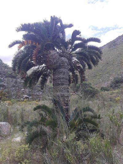 Encephalartos longifolius, photographed by Brian du Preez