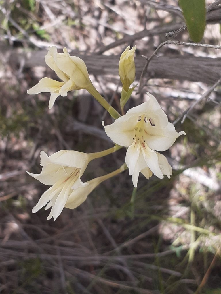 Gladiolus uitenhagensis, photographed by Brian du Preez