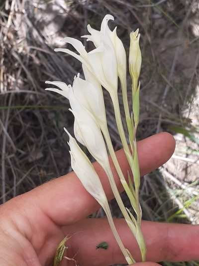 Gladiolus uitenhagensis, photographed by Brian du Preez