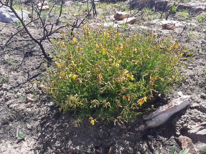 Wiborgiella mucronata, photographed by Brian du Preez
