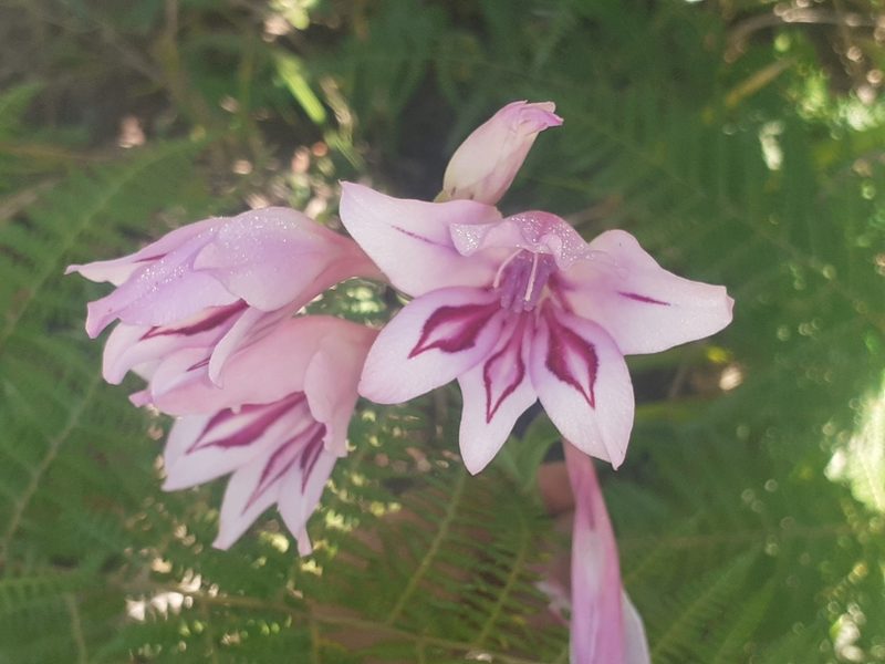 Gladiolus geardii, photographed by Brian du Preez