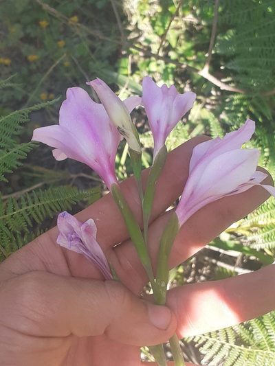 Gladiolus geardii, photographed by Brian du Preez