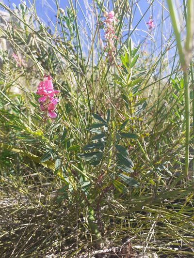 Indigofera monostachya, photographed by Brian du Preez