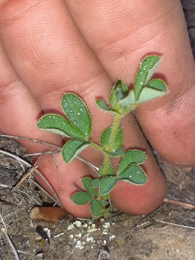 Indigofera alpina, photographed by Brian du Preez