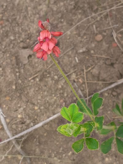 Indigofera alpina, photographed by Brian du Preez
