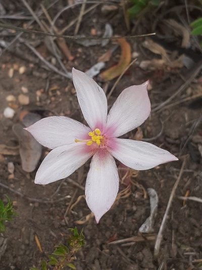 Gethyllis spiralis, photographed by Brian du Preez