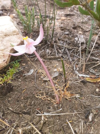 Gethyllis spiralis, photographed by Brian du Preez