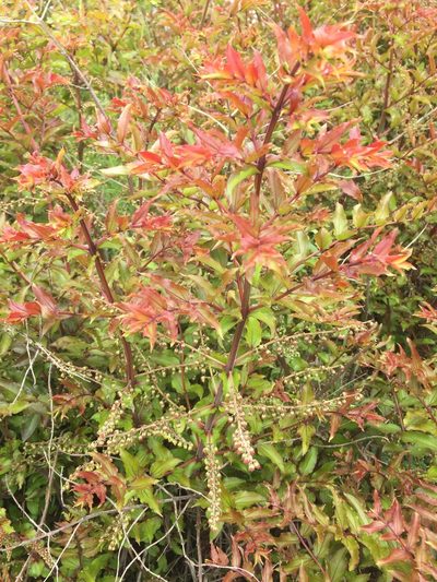 Coriaria kingiana, photographed by Nicholas Allen