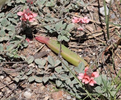 Indigofera tomentosa, photographed by Dave Brown