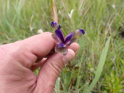 Iris setosa, photographed by Matt Muir