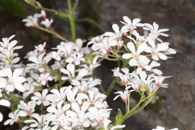 Saxifraga cotyledon, photographed by Drepanostoma