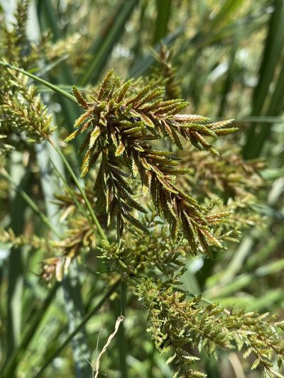 Cyperus exaltatus, photographed by Greg Tasney