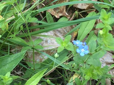 Omphalodes nitida, photographed by Andre Hosper