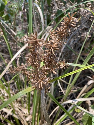 Cyperus lucidus, photographed by Greg Tasney