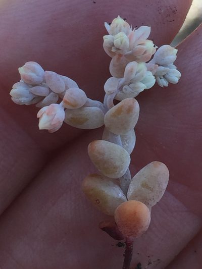 Sedum pedicellatum, photographed by Andre Hosper