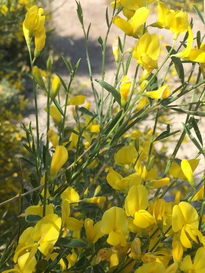 Genista florida, photographed by Andre Hosper