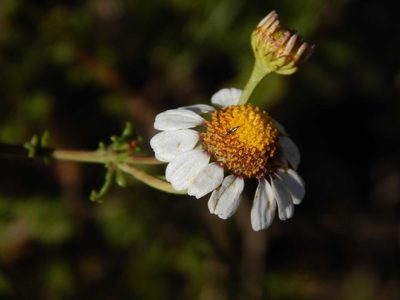 Cymbopappus adenosolen, photographed by melda