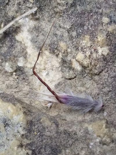Rytidosperma clelandii, photographed by insiderelic