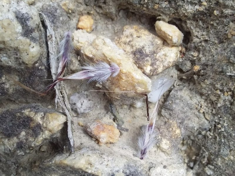 Rytidosperma clelandii, photographed by insiderelic