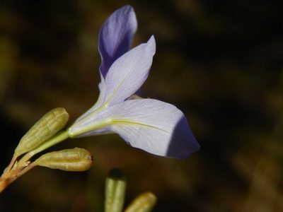 Moraea polyanthos, photographed by melda