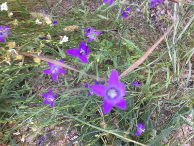 Campanula lusitanica, photographed by Andre Hosper