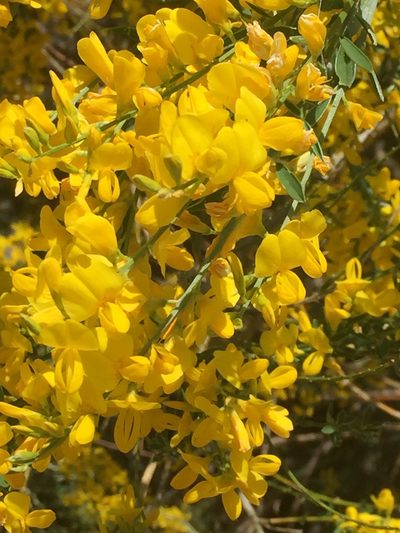 Genista florida, photographed by Andre Hosper
