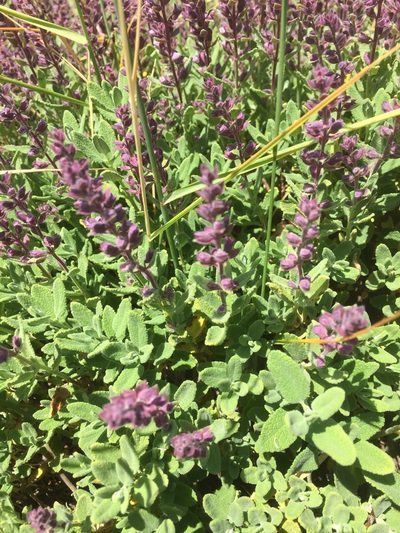 Teucrium salviastrum, photographed by Andre Hosper