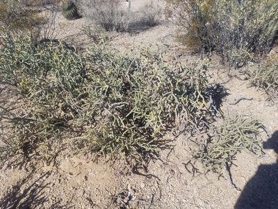 Cylindropuntia arbuscula, photographed by Mitch Van Dyke