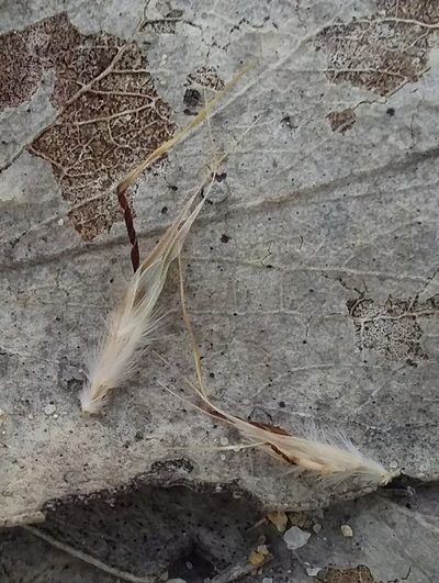 Rytidosperma clelandii, photographed by insiderelic