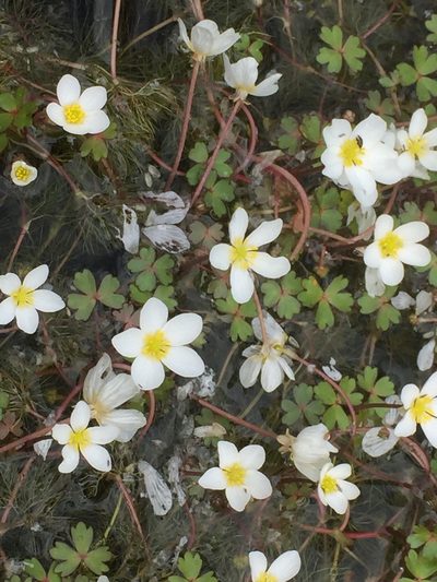 Ranunculus ololeucos, photographed by Andre Hosper