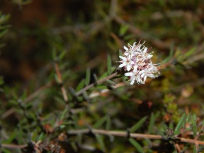 Agathosma foetidissima, photographed by melda