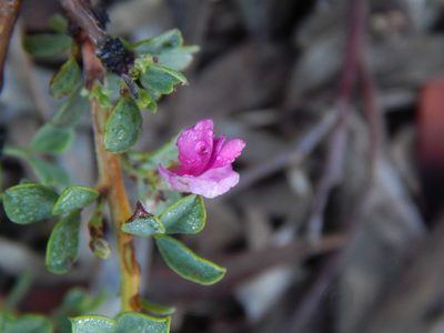 Indigofera nigromontana, photographed by melda