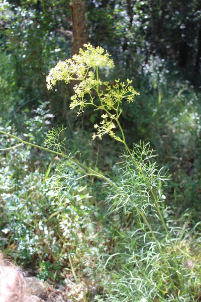 Peucedanum officinale, photographed by Fabien Piednoir