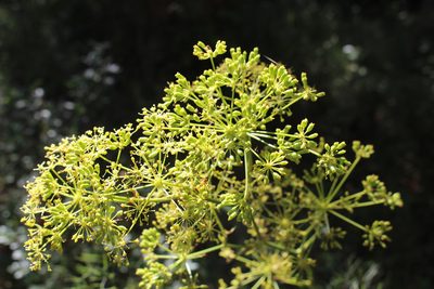 Peucedanum officinale, photographed by Fabien Piednoir