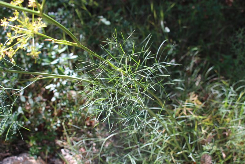 Peucedanum officinale, photographed by Fabien Piednoir