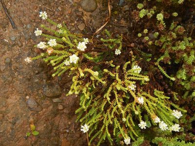 Selago ramosissima, photographed by melda
