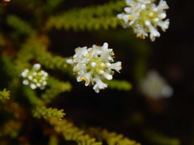 Selago ramosissima, photographed by melda
