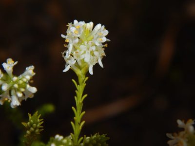 Selago ramosissima, photographed by melda