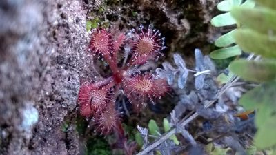 Drosera communis, photographed by Jean Martins