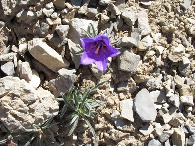 Campanula alpestris, photographed by giulia_marangoni