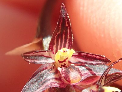 Bulbophyllum insectiferum, photographed by Tsssss